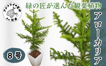 緑の匠が選んだ観葉植物 素敵な空間づくりに アローカリア 8号