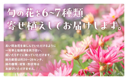 季節の寄せ植え L（6~7種類） ギフト 寄せ植え 贈答用寄せ植え 誕生日 記念日