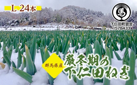 
厳冬期の下仁田ねぎ（L 24本） とろける 甘い ねぎ ネギ 王様ねぎ 特産 栄養たっぷり ブランド 上州ねぎ すきやき F21K-034
