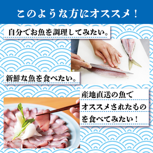 鮮魚便 獲れたて 3～6匹 刺し身 ＼ 刺し身 ／