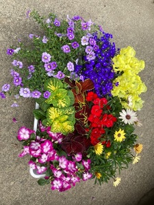 【9月以降順次発送】季節の花苗おまかせセット