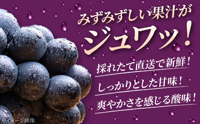 ニューピオーネ 贈答 ギフト 特産品 産地直送 取り寄せ お取り寄せ 送料無料 広島 三次