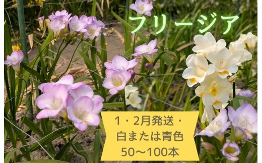 
                  1・2月発送：優しい香り【フリージア】青・白色　50～100本
                