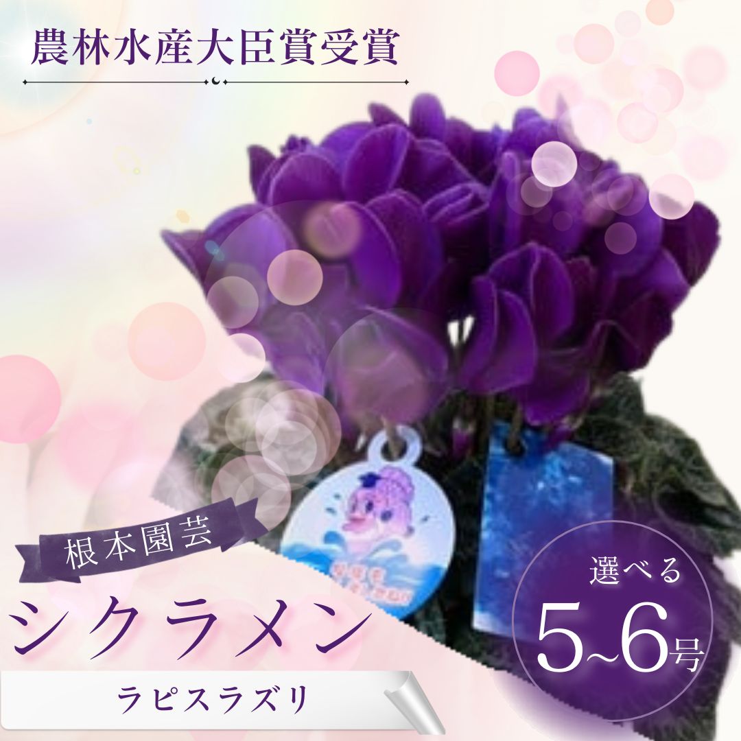 【ふるさと納税】【2026年 先行予約 】 シクラメン ラピスラズリ 選べる種類 | 花 お花 ガーデンシクラメン ブルー 青 紺青色 花ギフト フラワーギフト 鉢花 鉢植え ギフト プレゼント 贈答 農林水産大臣賞受賞 根本園芸 aj007
