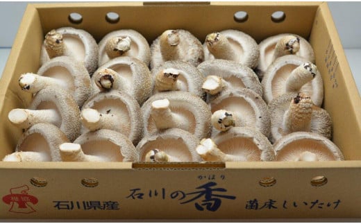 
【復興支援】能登の大地と大自然が育んだプリップリ♪の「能登産しいたけ1kg」
