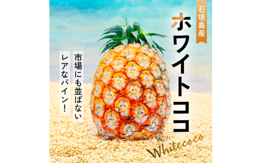 【先行予約】ホワイトココパイン 2～3玉 計2～3kg 《2025年5月上旬より順次発送》SI-50