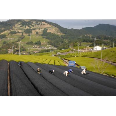 ふるさと納税 掛川市 静岡の茶草場農法　高級深蒸し掛川茶「菱東」さえみどり　かぶせ茶　80g×3本セット |  | 03