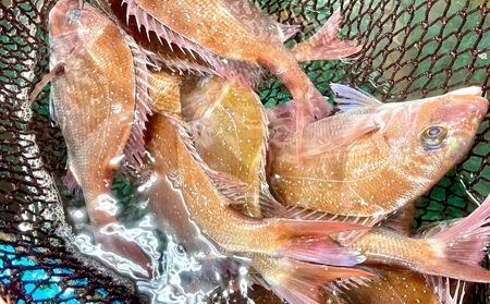 とれとれBox（4種前後 7～10匹）下処理可[ 鮮魚 旬 詰合せ 簡単料理 ] 魚介類 お魚 海鮮 海の幸 とれたて とれたての魚 新鮮 旬の魚 当日発送 季節の魚 魚料理 焼き魚 煮つけ お楽しみ