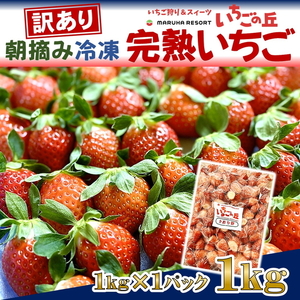 まるは食堂 マルハリゾート いちごの丘 『訳あり』完熟 冷凍いちご 1kg ｜ 訳あり いちご イチゴ 冷凍 　1kg 国産 完熟 スムージー ジャム ヨーグルト シャーベット デザート アイス おや