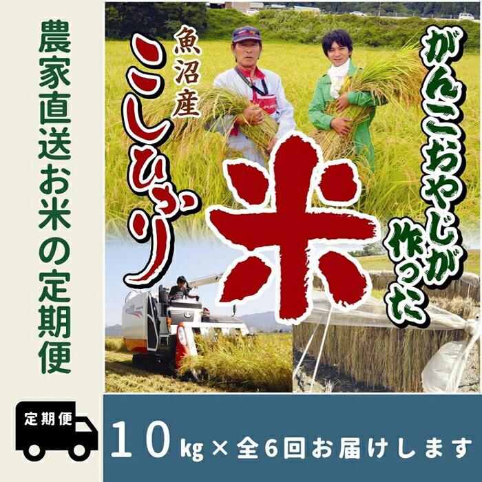 【ふるさと納税】【令和7年産】6か月定期便　がんこおやじが作った南魚沼産コシヒカリ白米10kg（5kg×2袋） | お米 こめ 白米 コシヒカリ 食品 人気 おすすめ 送料無料 魚沼 南魚沼 南魚沼市 新潟県産 新潟県 精米 産地直送