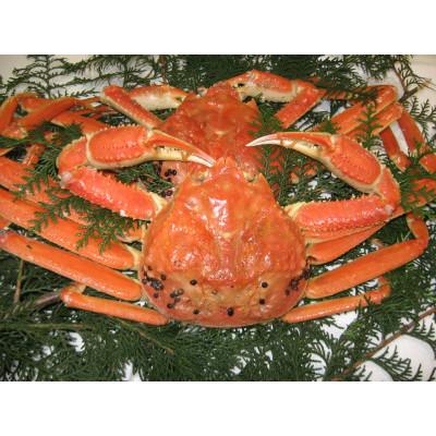 ふるさと納税 琴浦町 【訳アリ】 松葉ガニ(ボイル)　2枚(計1.6kg以上)　【年明け配送】