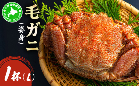 【ふるなびWEEK対象】毛ガニ（姿身）Lサイズ 1尾 ogm-017_FU FN-Limited-PR