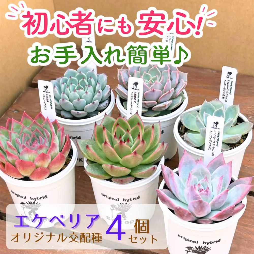 エケベリア オリジナル 交配種 おまかせ 4個 セット ／【多肉屋GPK】 インテリア インテリア植物 おしゃれインテリア オシャレ おしゃれ 多肉 多肉植物 観葉植物 植物 おまかせセット 人気 高評価 贈答 贈り物 趣味 ギフト プレゼント ナチュラル 自然 かわいい ミニサイズ 玄関 室内 飾れる ４個 オススメ おすすめ