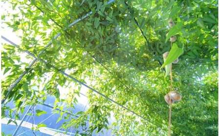 【定期便5ヵ月】那須町産 自然薯（カット）600g～650g | とろろ 贈り物 お土産 グルメ 美味しい おいしい 食べ物 那須 栃木県 那須町〔D-61〕 ※2026年12月～発送