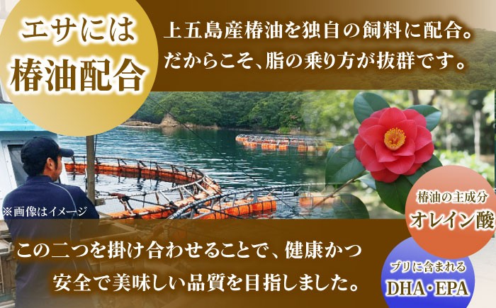 ぶり ブリ 鰤 ぶりしゃぶ しゃぶしゃぶ 刺身 鮮魚 海鮮 魚 五島 五島列島 鍋 年末 正月 日付指定 年内発送 年内配送