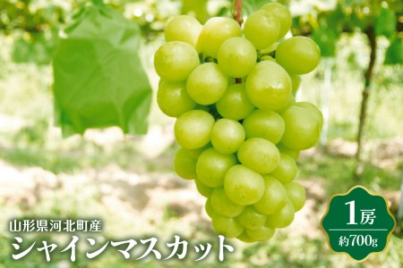 【令和6年産】シャインマスカット 700g（1房） 山形県河北町産【JAさがえ西村山】