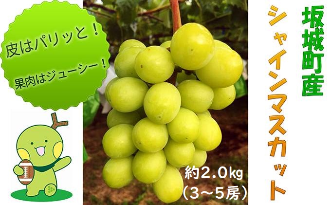 シャインマスカット 約2.0kg 3房～5房 柳澤果樹園 ぶどう 長野 マスカット ブドウ フルーツ 果物 シャイン【 果物類 】 葡萄 