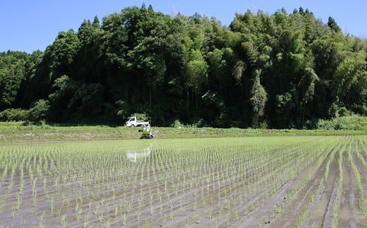 【令和7年産】難関突破達成米 白米 5kg 精米 熊本県 南関町産 単一原料米 ヒノヒカリ 産地直送 コメ お米 祈願米