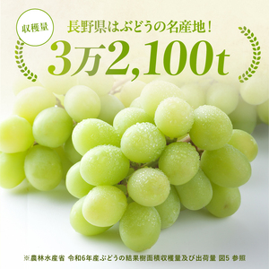 氷温貯蔵 長野県産 シャインマスカット 約1kg 秀品 〈2026年11月上旬～12月下旬発送〉| 長野県 飯田市