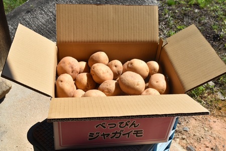 【予約商品】安芸津　赤土じゃがいも　10kg【配送時期:6月下旬～８月下旬/11月下旬～1月上旬】
