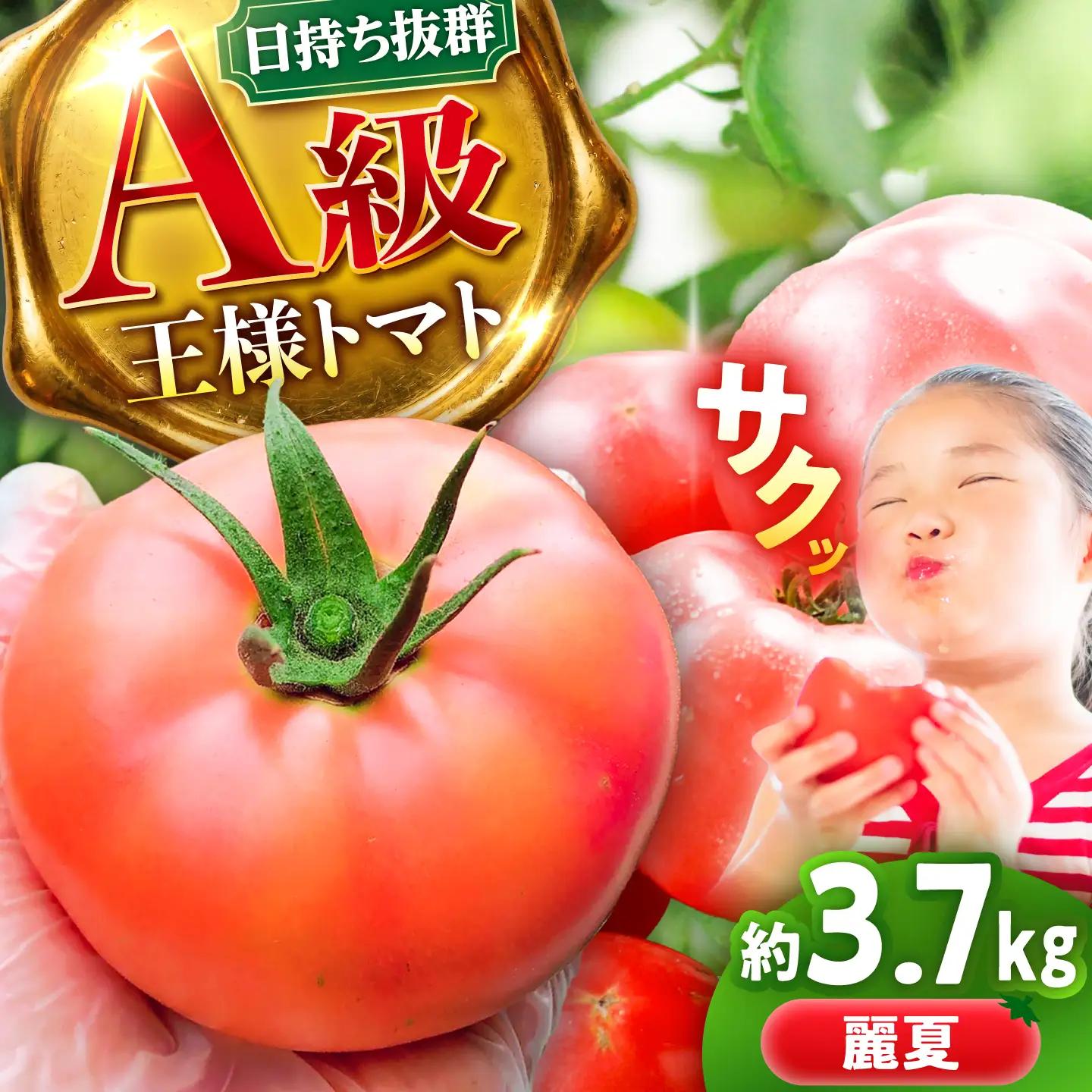 【先行予約】王様トマト 3.7kg 箱入り 恵那市 / 阿部農園[AUGA005] トマト