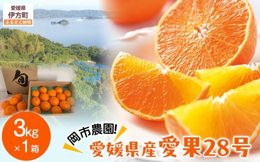 【先行予約】【数量限定】岡市農園！愛媛県産 愛果28号 3kg×1箱（2026年12月中旬より順次発送）  【ふるさと納税 人気 おすすめ ランキング 柑橘 みかん ミカン 蜜柑 愛果28号 紅 まどんな と同品種 果物 フルーツ 岡市農園 愛媛県産 愛媛県 伊方町 送料無料】 IKTV003
