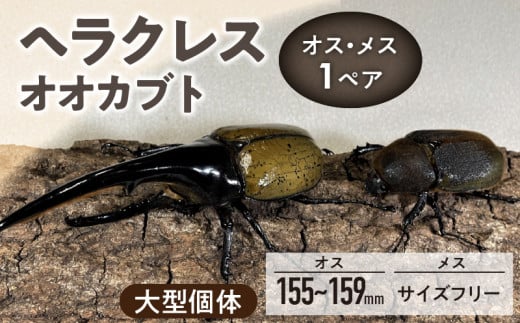 【ヘラクレスオオカブト】オス（150mm後半）・メス（サイズフリー）　1ペア_ヘラクレスオオカブト オス 150mm後半 メス サイズフリー 1ペア カブトムシ ヘラクレス 虫 昆虫 成虫 累代飼育 ペアリング 自家製オリジナルマット 産卵 幼虫飼育管理 羽化 かぶとむし養殖工房ダイナステスPlus お取り寄せ 九州 福岡県 久留米市 送料無料_Pb009