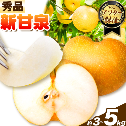 【秀品(赤秀)】先行予約 新甘泉  約3kg 約5kg《2026年8月下旬-9月下旬頃出荷》鳥取県 八頭町 梨 なし 果物 フルーツ 特産品 秀品 赤秀 贈答用 先行予約 送料無料 果汁 デザート