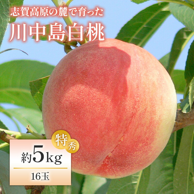 【ふるさと納税】志賀高原の麓で育った 川中島白桃特秀16玉 約5kg 【 桃 白桃 フルーツ 果物 デザート 長野県 長野 】　お届け：2026年8月18日～8月25日頃発送予定※日時指定不可