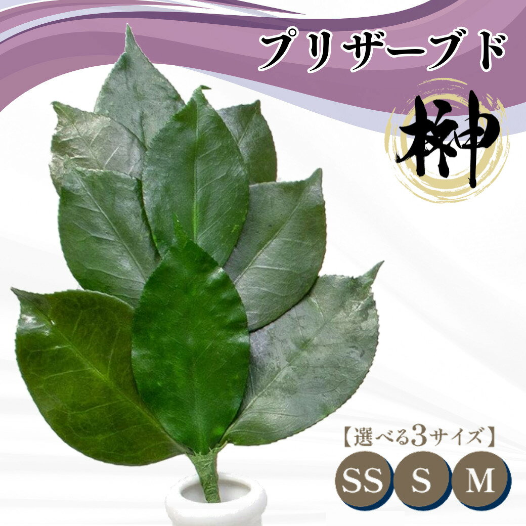 【ふるさと納税】プリザーブド 榊 SS / S / M サイズ （1対 2束）【天然 国産 サカキ 神棚 神具 祭壇 玉串 神事 仏壇 仏花 お供え お墓 お盆 お彼岸 新盆 祭 水かえ不要 枯れない プリザーブドフラワー】