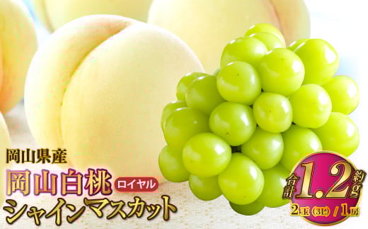岡山県産 岡山白桃 ロイヤル 3Lサイズ 約300g×2玉・シャインマスカット 晴王 約600g×1房 詰合せ 【2025年7月上旬～8月下旬発送予定】 白桃 桃 もも モモ マスカット ぶどう 葡萄 ブドウ セット
