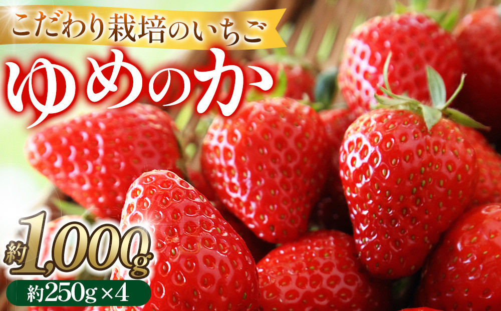 こだわり栽培 いちご ゆめのか約1kg（約250g×4パック）【2026年1月～2026年4月末までお届け】 232238_DS004