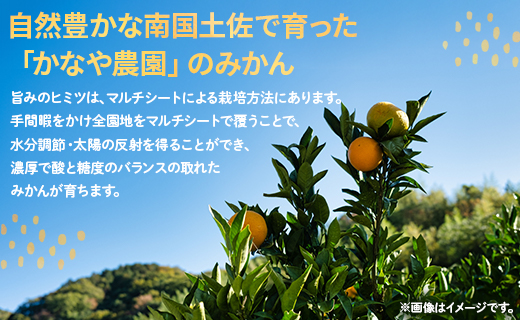 【数量限定】土佐乃かなや マルチ 山北みかん 約3kg - 送料無料 フルーツ 果物 くだもの 温州みかん ミカン 柑橘 甘い おいしい 旬 季節限定 かなや農園 合同会社Benifare 国産 特産