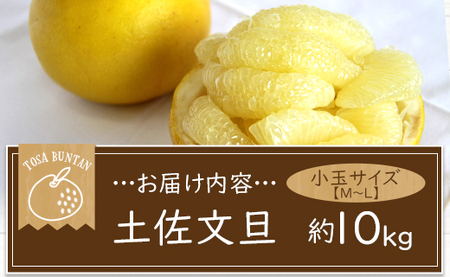 間城農園 土佐文旦 小玉10kg (М～Lサイズ) - 高知産 土佐文旦 柑橘 フルーツ 文旦 ぶんたん ブンタン 果物 ms-0054