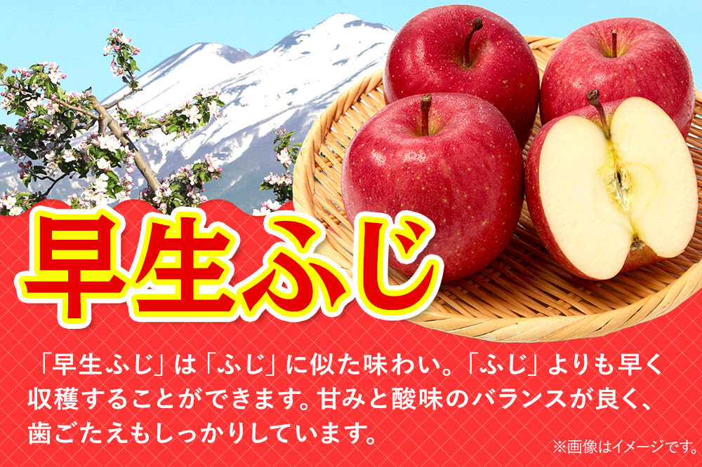 【26年10月発送】りんご 早生ふじ【贈答用】約3kg 青森県 弘前市 [早生ふじ りんご 贈り物 贈答用 お歳暮 お中元 ギフト 3キロ アップル おいしい 果実 果物 詰め合わせ セット 赤色 美