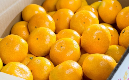 【 訳あり 】 大鋸農園 の 甘果坊 10kg みかん 太良みかん 温州みかん 果物 フルーツ 甘い柑橘 ノーワックス 果実 柑橘類 佐賀県 太良町 【2026年10月下旬～12月下旬まで順次出荷予定