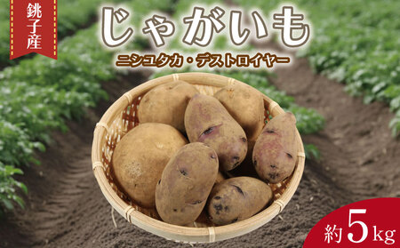 先行予約 じゃがいも 約5kg ニシユタカ デストロイヤー 【12月初旬~4月中旬頃発送予定】