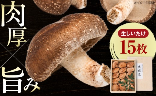 しいたけ 生しいたけ 15枚入 ／ しいたけ 椎茸 シイタケ きのこ キノコ 野菜 愛媛県 内子町産しいたけ 肉厚 菌床 愛媛 内子町 国産 ふるさと納税 お取り寄せ 送料無料 人気 おすすめ ギフト 特産品 四国 返礼品 産地直送 鮮度抜群 食材 内子 お礼品 菌床栽培 BBQ 鍋 炒め物 料理 グルメ 焼き 煮物 旨み 旬 【株式会社フジ・アグリフーズ】 [BKAY014]