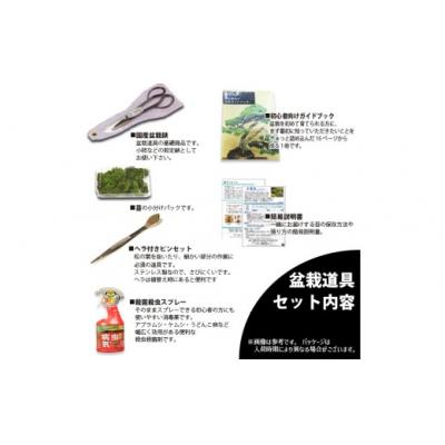ふるさと納税 池田市 養庄園 盆栽と盆栽道具 初心者入門セット |  | 01