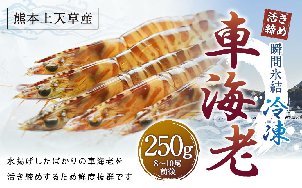 
【瞬間氷結】熊本天草産活き締め冷凍車海老 250g 8～10尾前後 車海老 車エビ 車えび 海老 エビ えび 冷凍 活き締め 上天草市 天草 【2024年11月上旬～2025年2月下旬発送予定】
