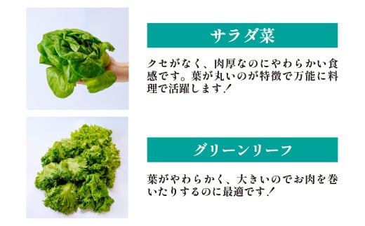 【定期便3ヶ月】 ＜洗わず食べられる・室内水耕栽培＞ 3種のレタス 1回1kg(500g×2袋)×3ヵ月 | レタス 野菜 大容量 新鮮レタス オーガニック野菜 無農薬 野菜直送 フレッシュ サラダ 
