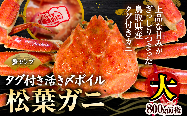 松葉ガニ ブランドタグ付 蟹セレブ タグ付き 活〆ボイル 松葉ガニ 800g giverichホールディングス《11月中旬-2月下旬頃出荷》ます鳥取県 八頭町 蟹 かに カニ ズワイガニ ズワイ蟹 タグ付 送料無料