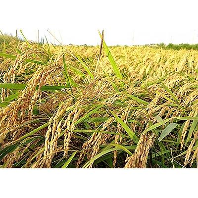 ふるさと納税 銚子市 千葉県産コシヒカリ10kg【お米マイスター厳選】 |  | 01