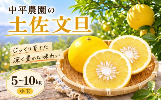 中平農園の土佐文旦 10kg 家庭用