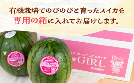 《令和7年産先行予約》 有機栽培 スイカ ピノガール 小玉スイカ 農家直送 有機JAS認証 有機 すいか 西瓜 果物 フルーツ 野菜 2025年発送 オーガニック スイカ　先行予約