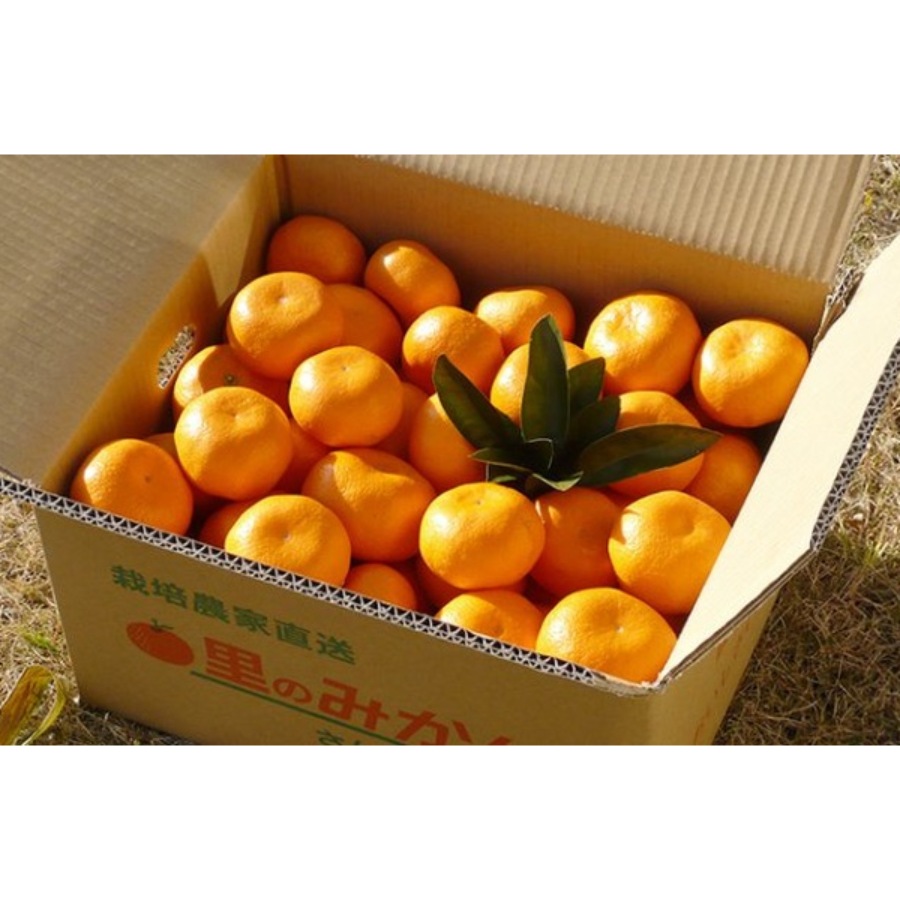 ＜大塚園＞青島みかん5kg
