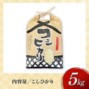 【令和7年産】宮崎県産米　村井農園産こしひかり（精米）5kg 【 米 お米 白米 精米 こしひかり 国産 宮崎県産 おにぎり 】
