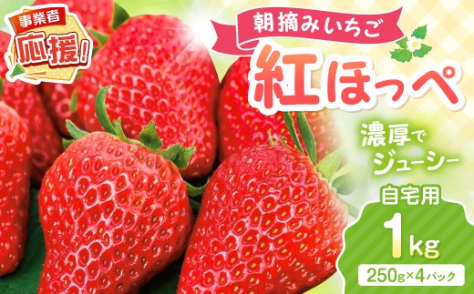 【2027年1月～2027年4月発送予定】【自宅用】朝摘みいちご 紅ほっぺ 1kg【配送不可地域：北海道・沖縄・離島】【117E-004-2027】