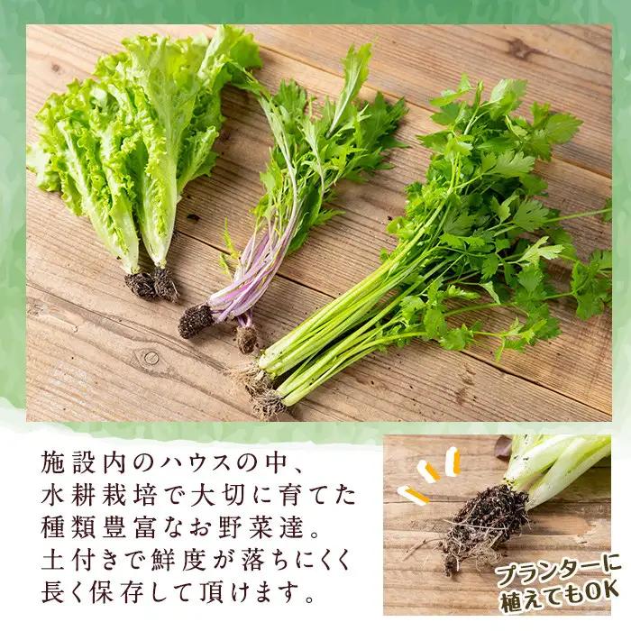 i678-A ＜定期便・計6回(隔月)＞ひかりのお野菜(約10束・5～6種) 野菜 やさい 葉物 旬 定期便 ほうれん草 水菜 チンゲン菜 小松菜 リーフレタス ルッコラ 水耕栽培 ミックスリーフ 山