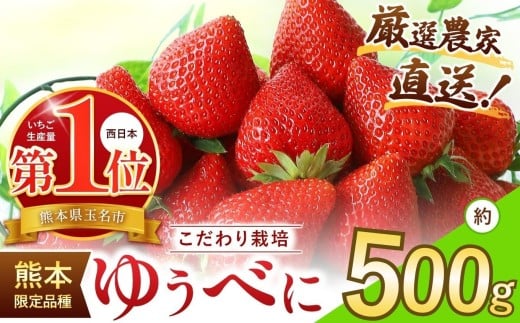 イチゴ 生産量 西 日本一 ‼ 厳選農家直送 いちご ゆうべに 約 500g | フルーツ 果物 くだもの 苺 いちご  熊本県 玉名市